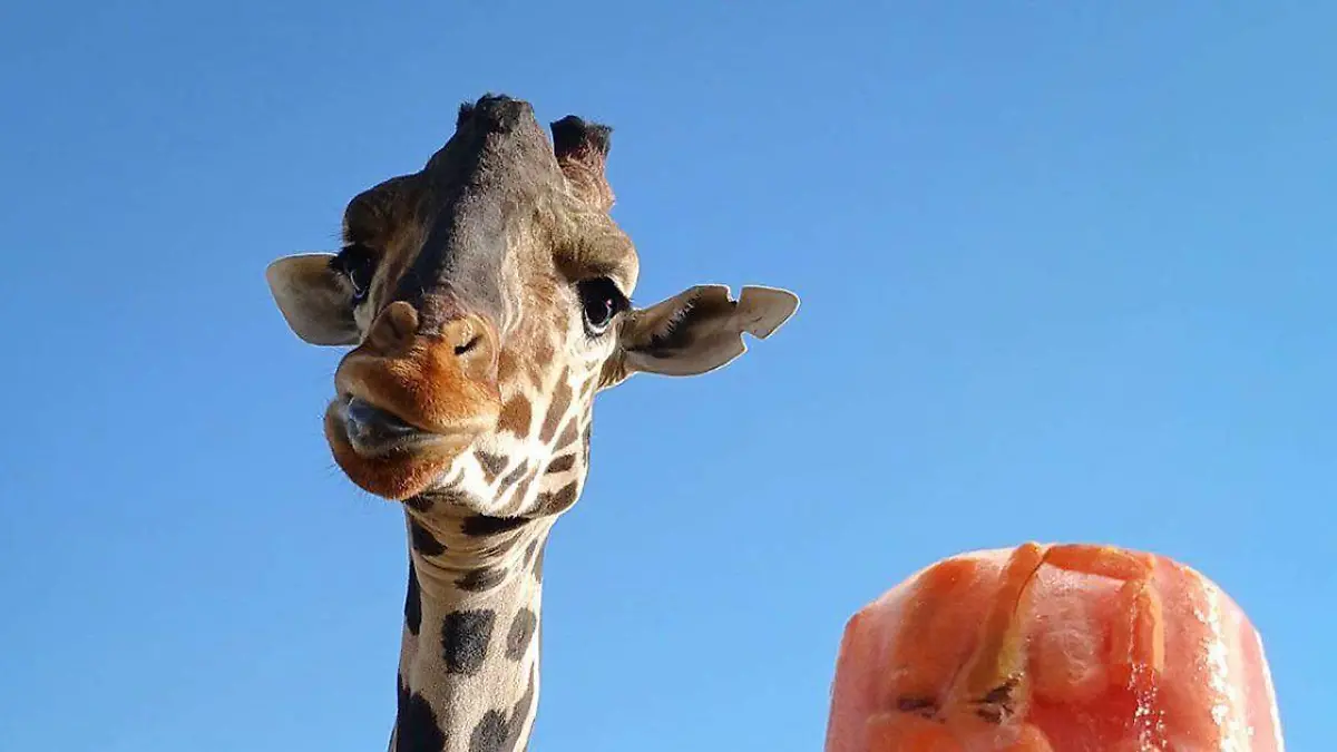 Benito la jirafa, si bien no se encontraba consumiendo algo que fuera dañino, tampoco llevaba una alimentación óptima para su especie